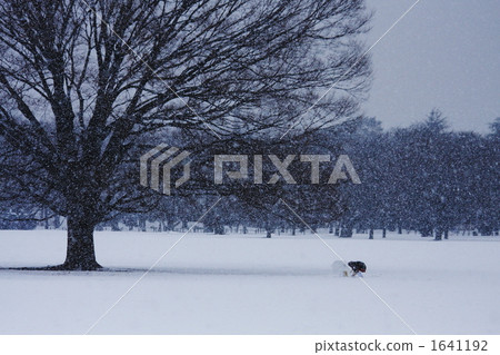 昭和紀念公園 在雪地裡玩 白雪皚皚 1641192