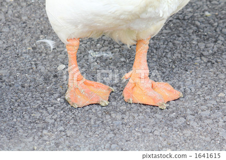 鵝的腳 1641615