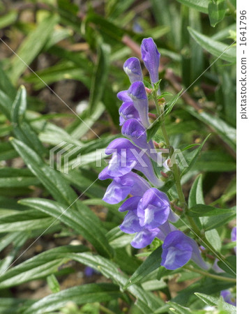 Kokanebana花 1641796