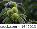 Chestnut  1642013