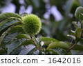Chestnut  1642016