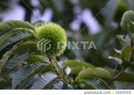 Chestnut Chestnut 1642016