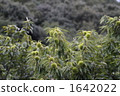 Chestnut  1642022