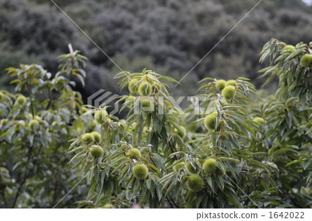 Chestnut Chestnut 1642022