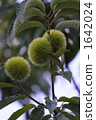 Chestnut  1642024