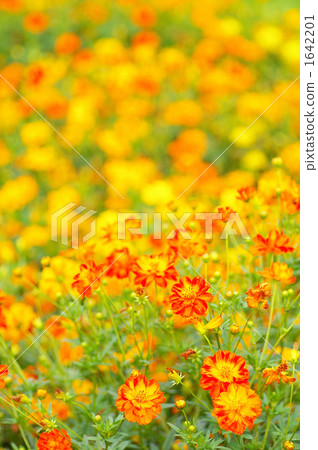 Field of Kibanacosmos 1 1642201