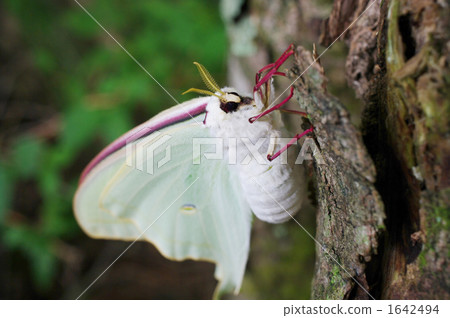 Emergence Eleutheidao Emergence Eleutheidao 1642494
