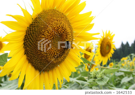 sunflower, sunflowers, sunflower field 1642533