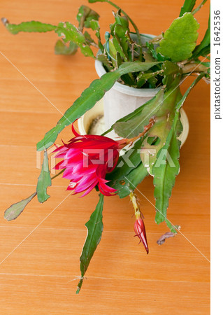 仙人掌花 1642536