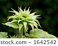 Sunflower 1642542
