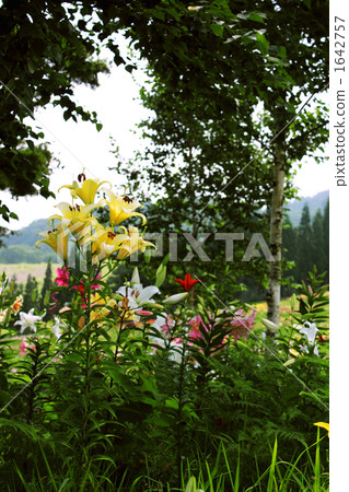 Lily Lily 1642757