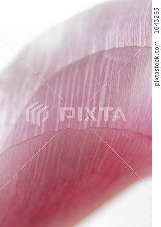 透明的花瓣 透明的花瓣 1643285