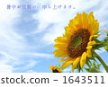 Blue sky and sunflower. Blue sky and sunflower. 1643511