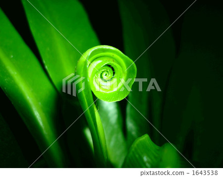 Otaniwatari Otaniwatari 1643538