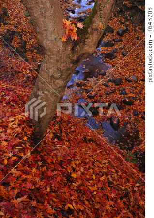 Maple carpet 1643703