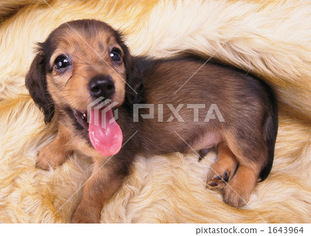 Play with pleasure ~ Play with pleasure ~ 1643964