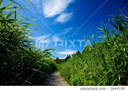 marsh, wetlands, wooden path 1644190