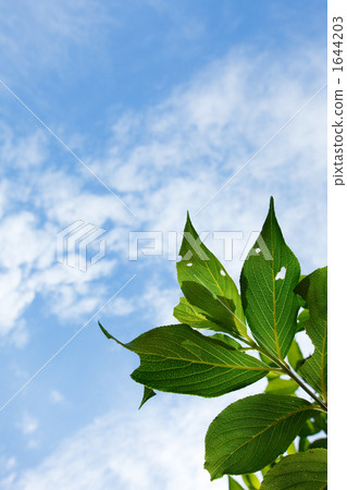 綠葉 嫩葉 天空 1644203