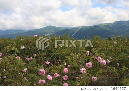 flower, flowers, rose 1644557