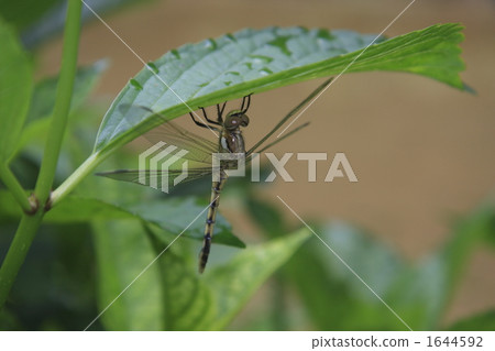 蜻蜓 繡球花 仲夏 1644592