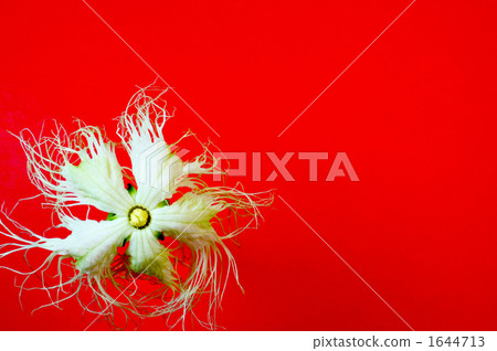 花椰菜花 1644713