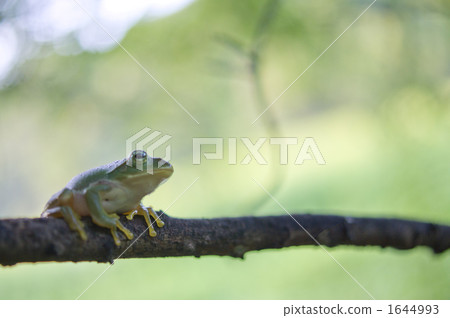 Tree frog 1644993