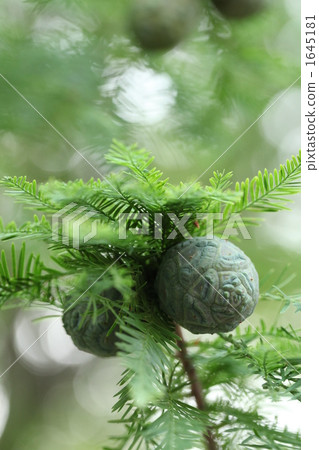 落羽松 落羽松 1645181