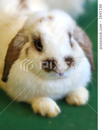 Usagi（Rop年） 1645199