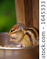 chipmunk, chipmunks, land mammals 1645333