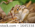 chipmunk, chipmunks, land mammals 1645338