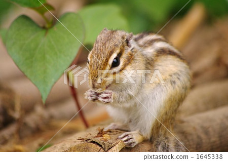 chipmunk, chipmunks, land mammals 1645338