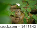 chipmunk, chipmunks, land mammals 1645342