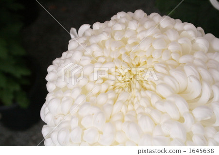 菊花 蓓蕾 白色 1645638