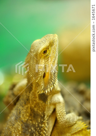 Bento bearded lizard (maxillary beard) 1645671