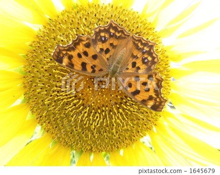 Kitakyushu sucking sunflower honey ver.1 1645679