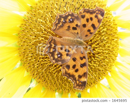 北九州吮吸向日葵蜂蜜ver.2 1645695