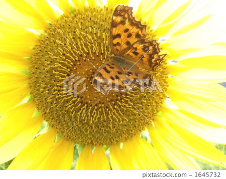 北九州吸煙向日葵蜂蜜ver.3 1645732