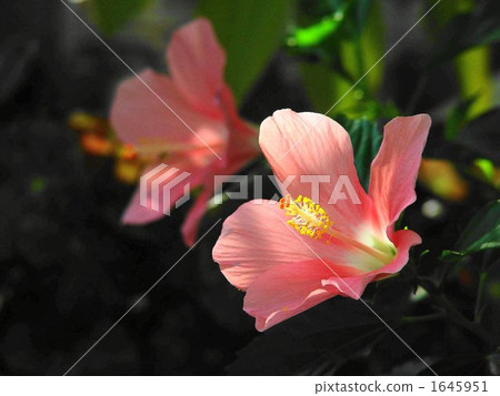 August Hibiscus / Aoi family 12 August Hibiscus / Aoi family 12 1645951