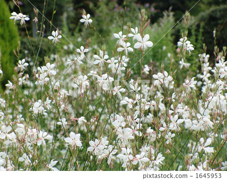 8月10月·赤羽家族10 8月10月·赤羽家族10 1645953