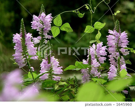 August Hanatraneo · Labiatae 30 August Hanatraneo · Labiatae 30 1645960