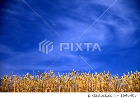 麥子和藍天 1646405