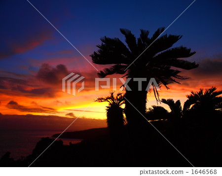 日落和蘇鐵 1646568