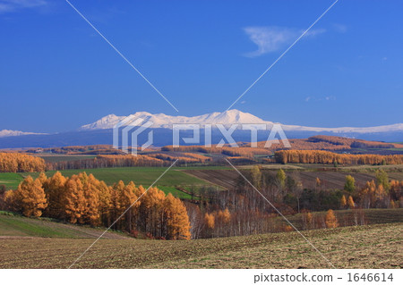 落葉松屬和Asahidake 02黃色葉子 1646614