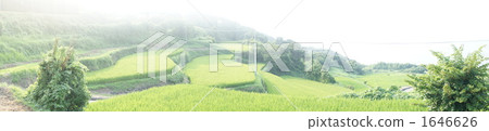 梯田被選為百稻田 梯田被選為百稻田 1646626