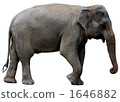 elephant, elephants, sideways 1646882