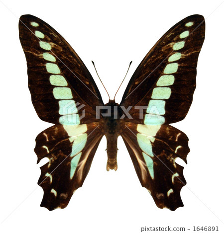 常見的青蠅蝴蝶 青鳳蝶鳳蝶 刮屑 1646891