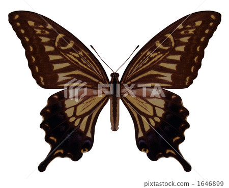 鳳蝶 鳳蝶科 蝴蝶 1646899