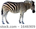 zebra, zebras, sideways 1646909