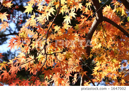 紅葉 鎌倉 晴朗 1647002