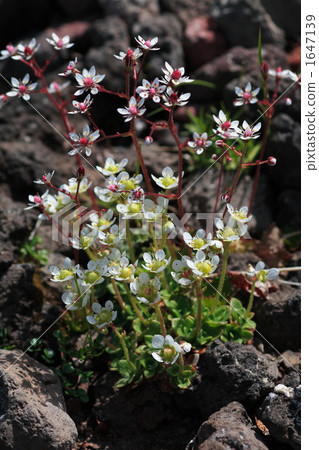 蜘蛛蠶 蜘蛛蠶 1647139